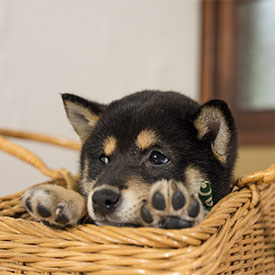 すべての花の画像 驚くばかり壁紙 柴犬 豆助