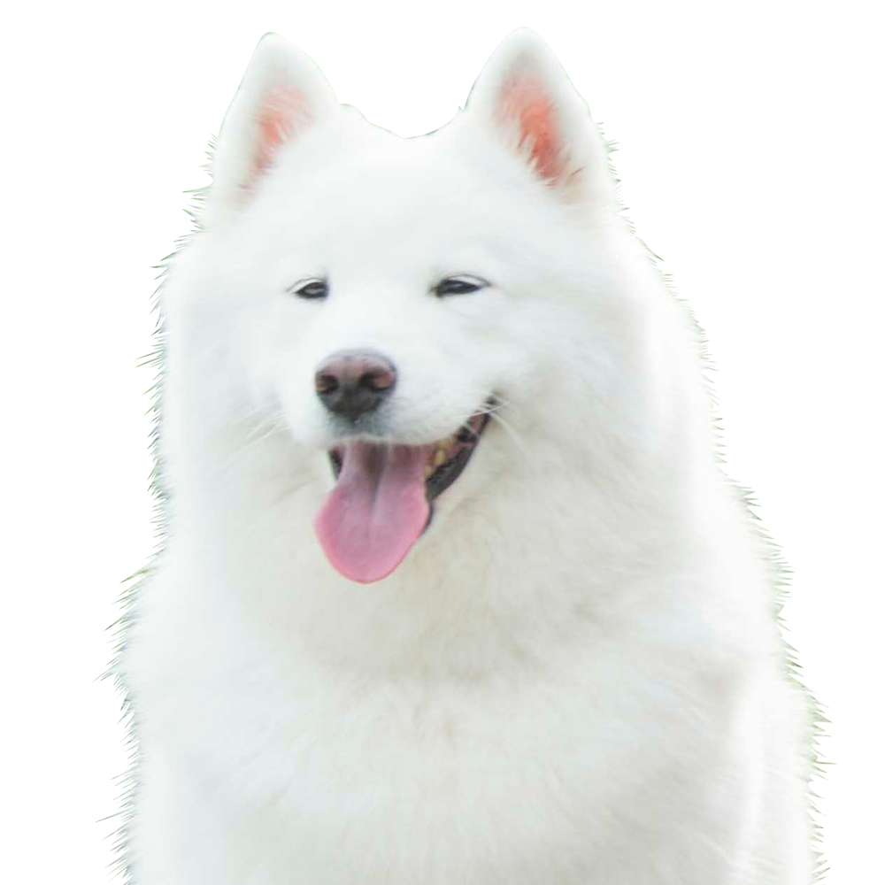 犬ヨシヒコ